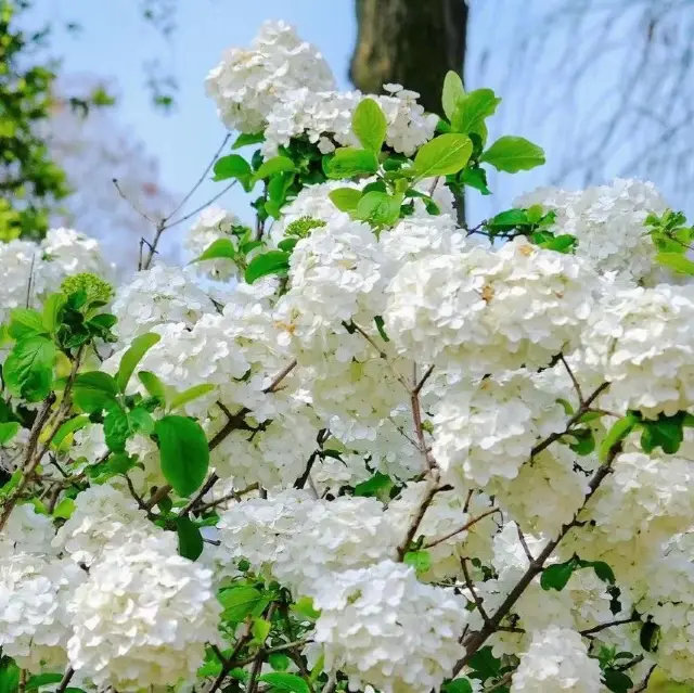 Chinese Snowball Viburnum 🌼 🌳