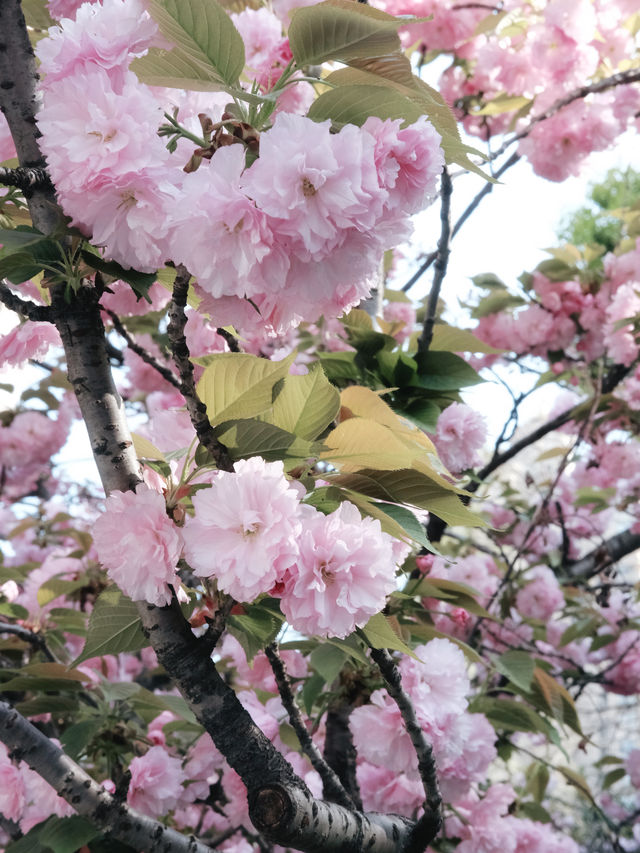 免費開放！上海賞花寶藏好去處