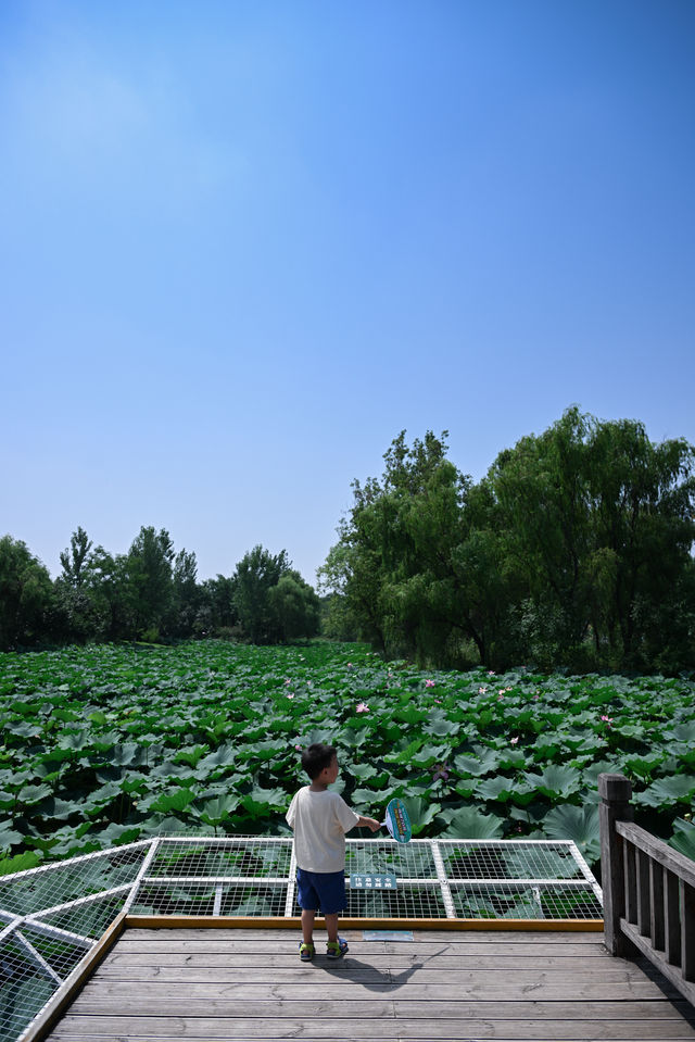 西安最大的公園竟然免費拍照、溜娃真的絕了