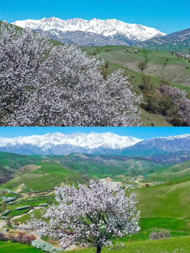 我宣布！！新疆伊犁杏花海美過日本櫻花