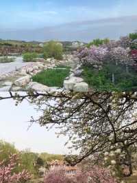 青島梅園～早春梅開