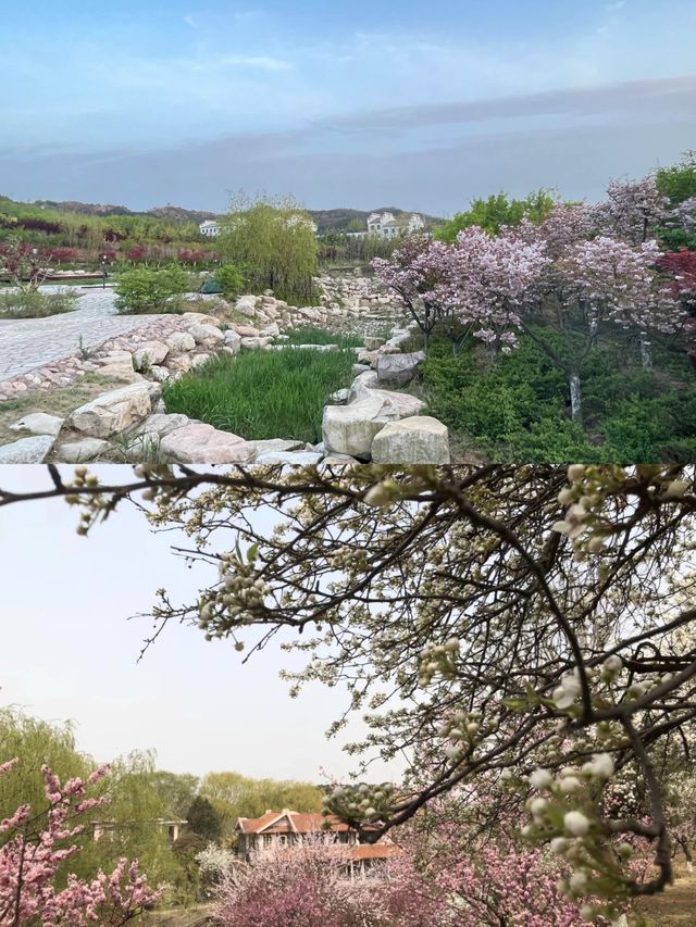 青島梅園～早春梅開