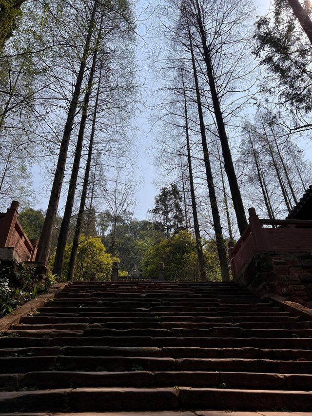 四川眉山中岩景區輕徒步桫椤原始森林