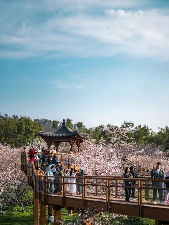 Flower Garden in Wuhan is Amazing♥️🇨🇳