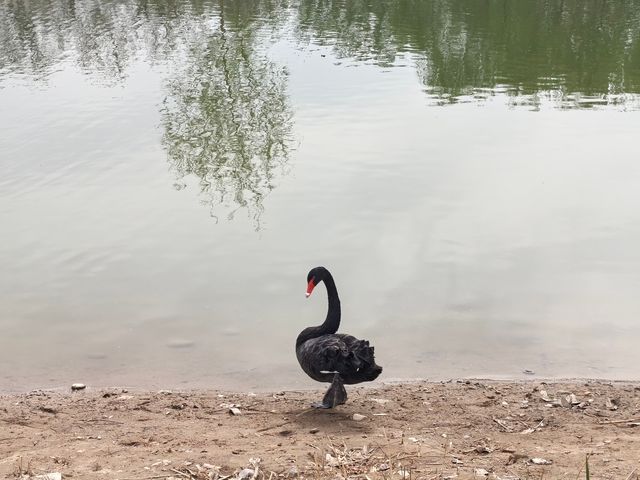 北京小眾公園 春季花海