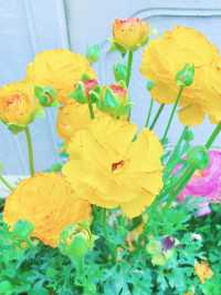 鄭州人民公園你玩得可真花啊附賞花攻略乾貨