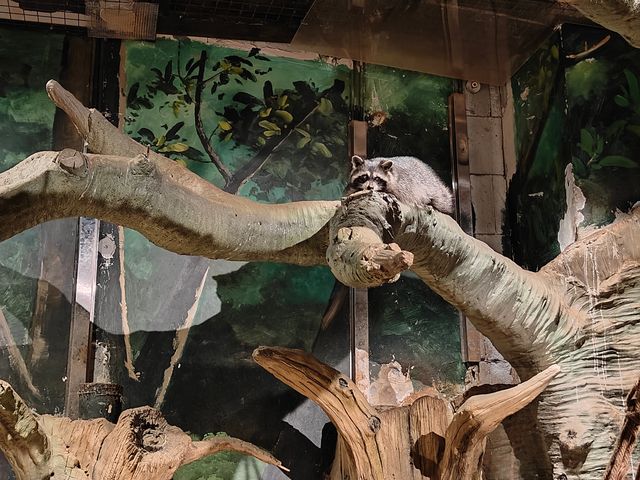主城周末溜娃好去處｜綠色星球動物園