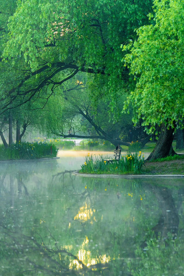 上海免費公園天花板，5月的共青森林封神了