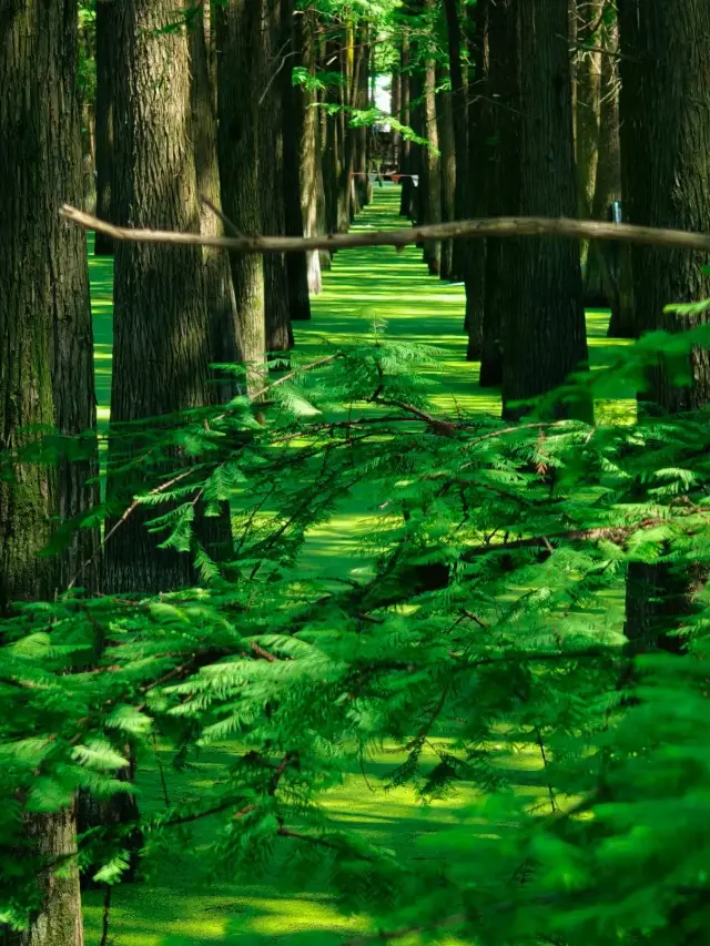 The green water forest is a great place to check in