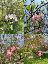 在中央公園曬太陽！海棠花也開咯