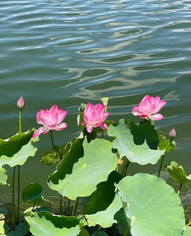 蓮花池公園～很幸運看到了的並蒂蓮