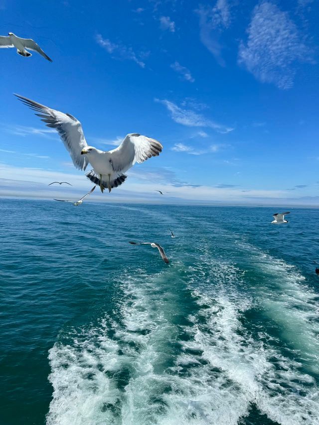 別再人擠人了，來海驢島喂海鷗吧