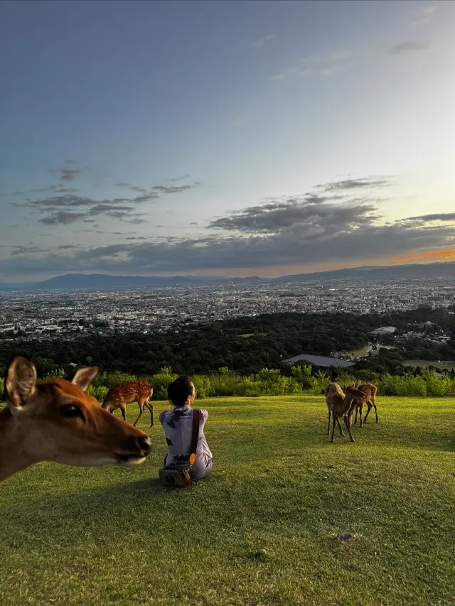 日本奈良 若草山才是宮崎駿的夏天
