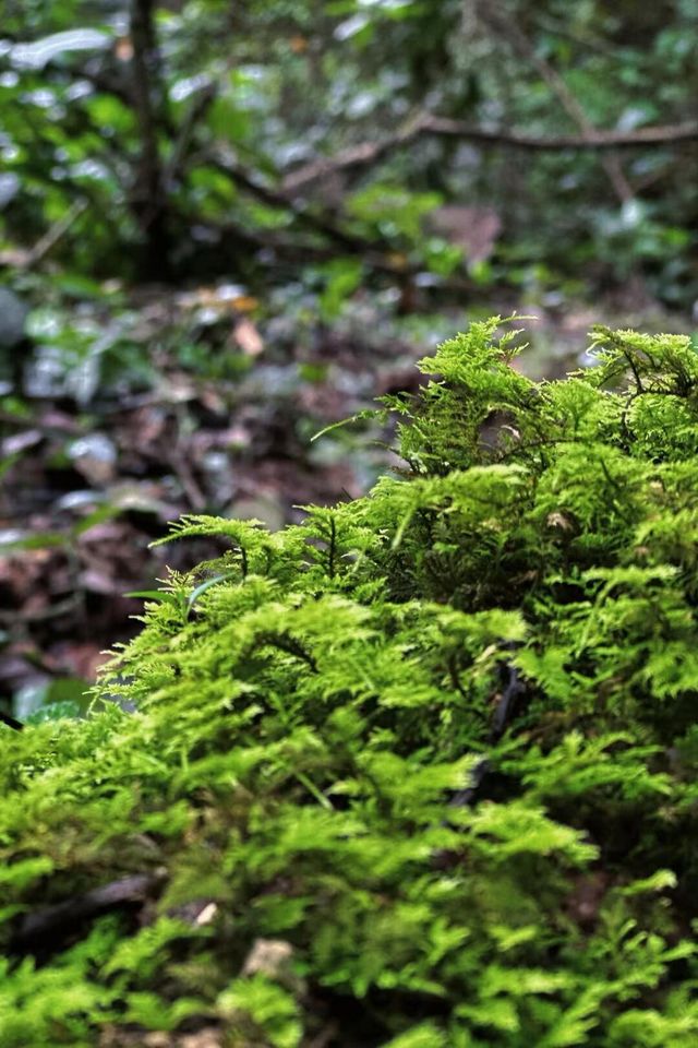 茶馬古道雨林溯溪徒步。