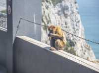Come see the Apes of Gibraltar!