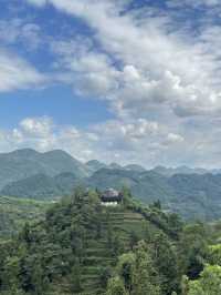 宜恩伍家台茶園。