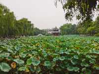 在路上：古蓮花池——中國十大名園之一。