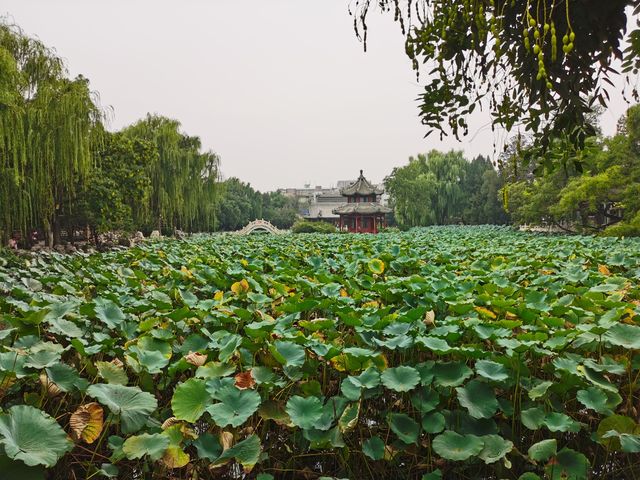 在路上：古蓮花池——中國十大名園之一。