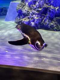 The Super Family Friendly Sumida Aquarium, The Wonders Of the Deep In Tokyo!