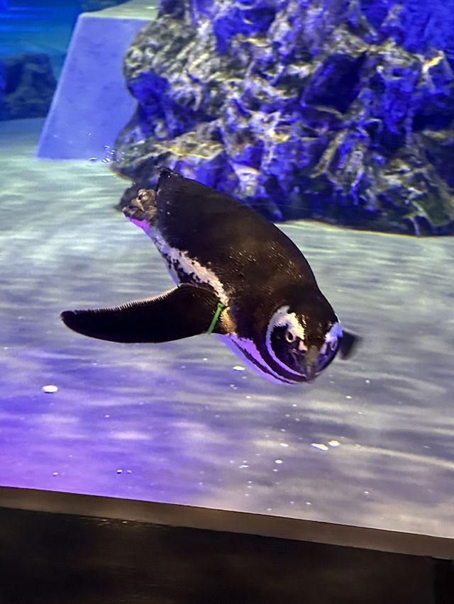The Super Family Friendly Sumida Aquarium, The Wonders Of the Deep In Tokyo!
