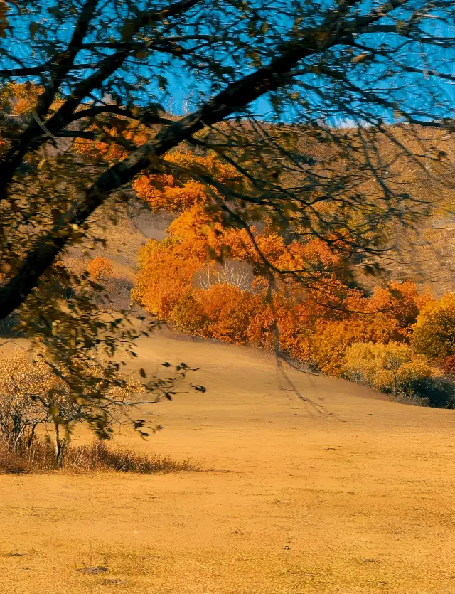 Saihanba Forest Park.