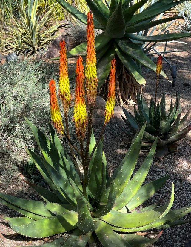 鳳凰城的綠色奇蹟：探秘沙漠植物園。