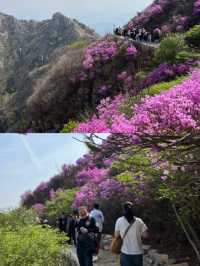 開遠大黑山！！杜鵑花海千萬不要錯過。