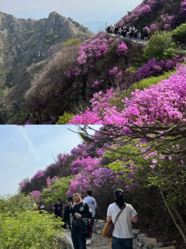 開遠大黑山！！杜鵑花海千萬不要錯過。