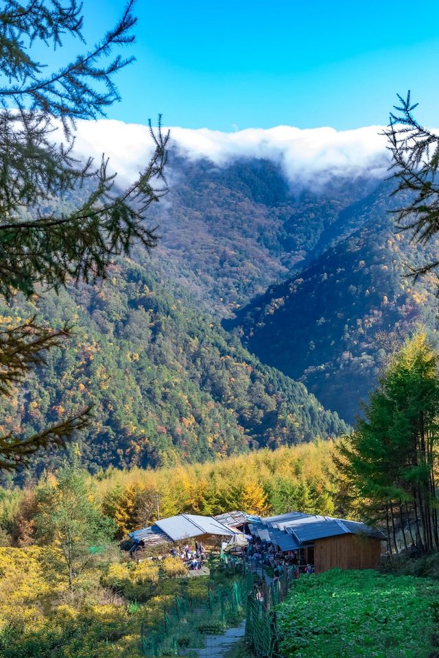 高山草甸五彩秋天｜甘海子。