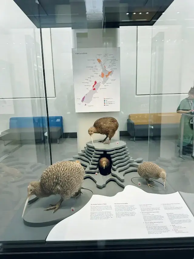 A must-visit classic museum in Auckland | Auckland Museum.
