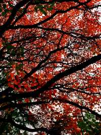 霜染紅葉，潑染山紅，景色瑰麗如畫。