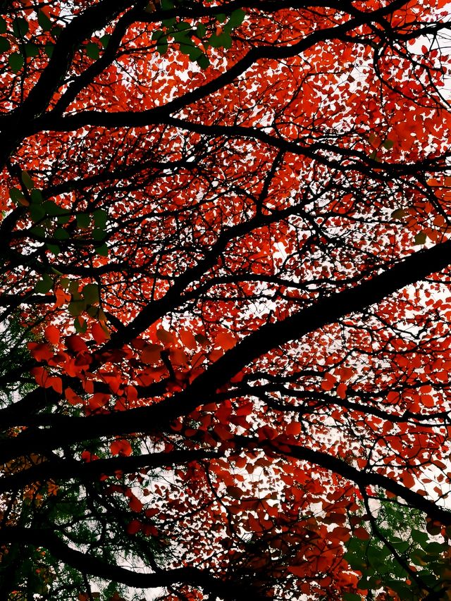 霜染紅葉，潑染山紅，景色瑰麗如畫。