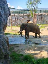 青島森林野生動物園超全攻略。
