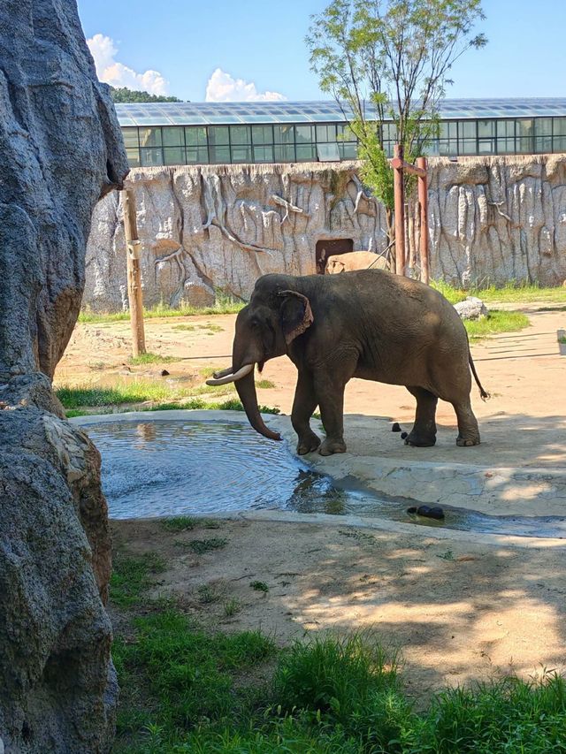 青島森林野生動物園超全攻略。
