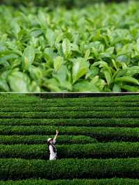 杭州品茶｜江南的秋天好愜意｜徑山遊玩攻略。