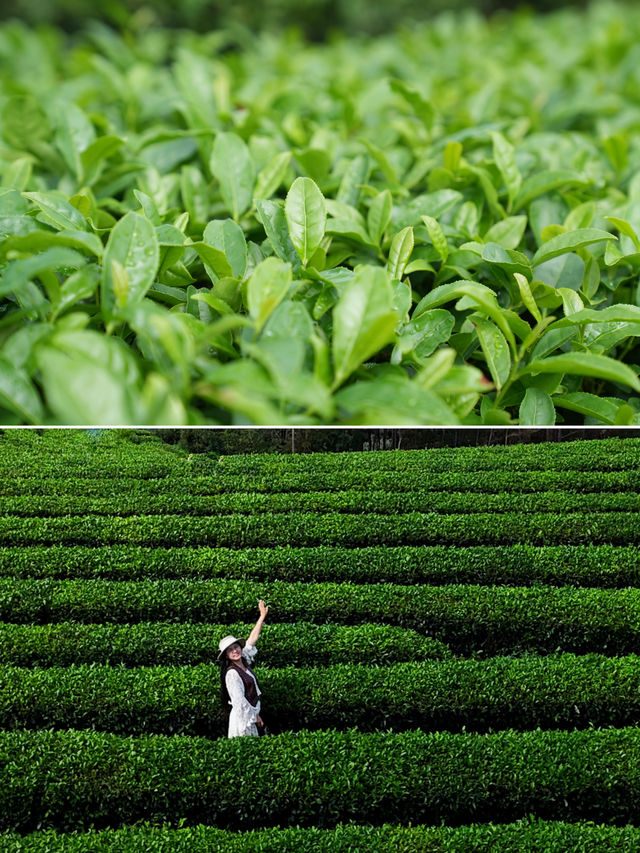 杭州品茶｜江南的秋天好愜意｜徑山遊玩攻略。