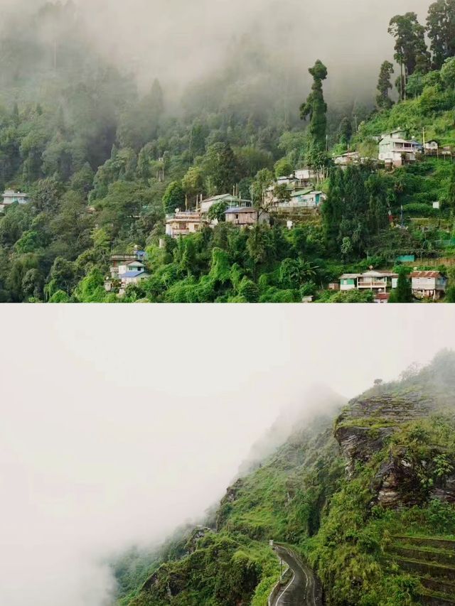 印度大吉嶺 | 雲端上的夢幻仙境。