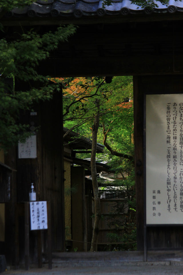 叡山電鐵「瑠璃光院」的途中可以去|蓮華寺。