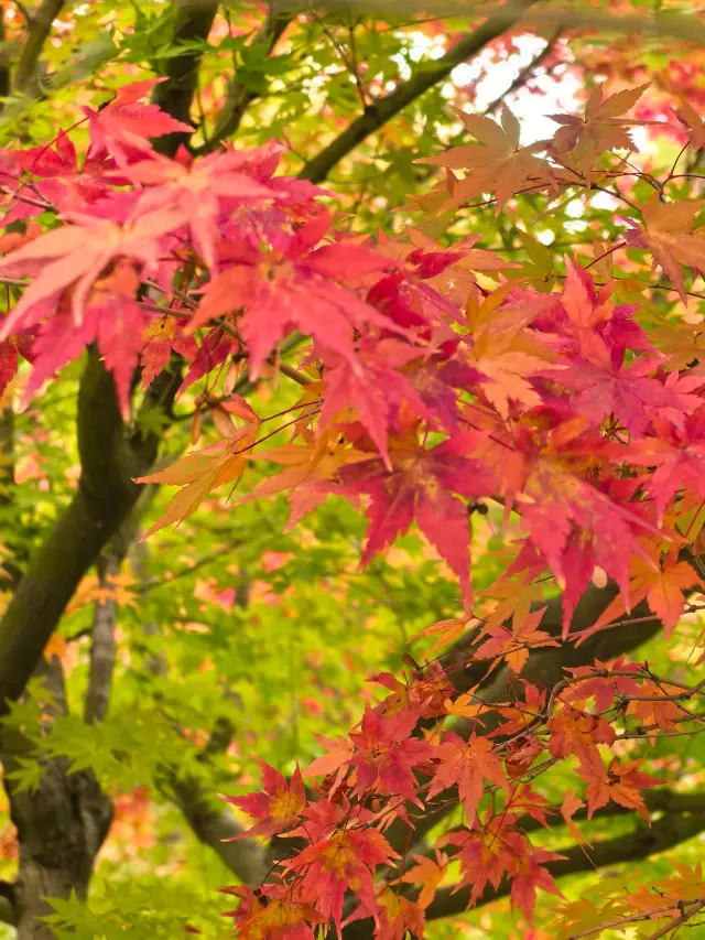 สีแดงของภูเขา Guangwu กำลังบานสะพรั่ง