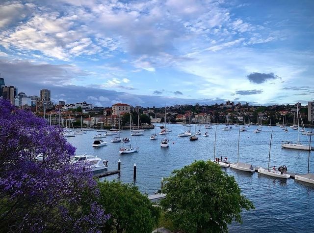 Experience the Purple Romance of Jacaranda Season in Sydney