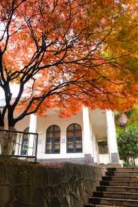 西安賞秋|火爆朋友圈的紅楓「電影樹」。