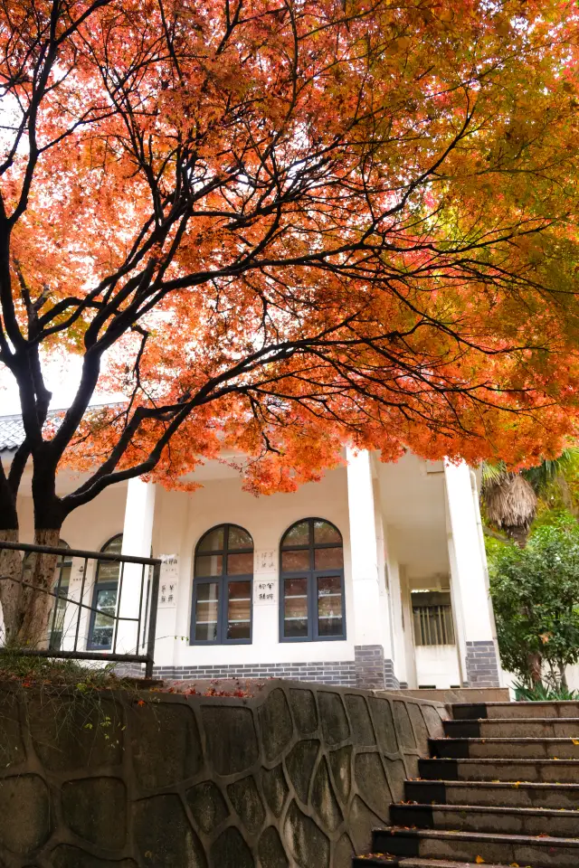 西安の紅葉狩り｜SNSで話題の紅葉「映画の木」。