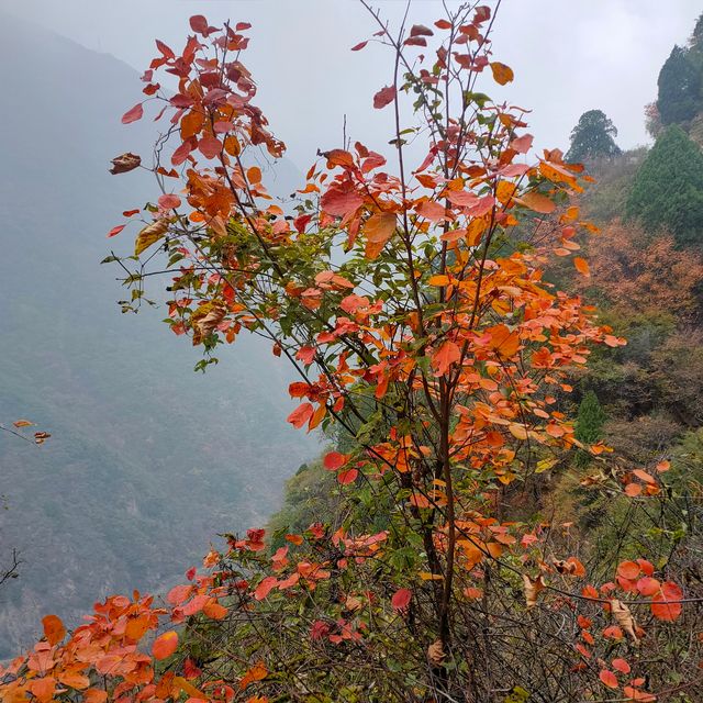 西安‖到木藤寨欣賞初冬的一抹紅葉。