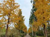 成都白鹭灣濕地公園 | 秋末盛景🪶。