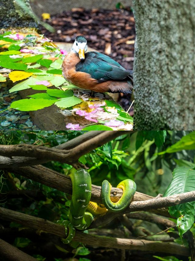 底特律動物園遊玩全攻略。