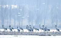 2,500隻黑頸鶴，10萬隻鳥類，草海越冬