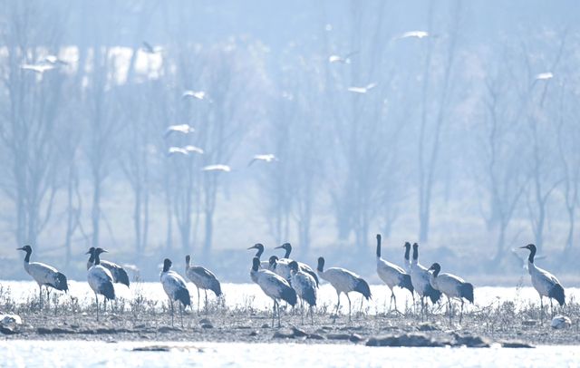 2,500隻黑頸鶴，10萬隻鳥類，草海越冬