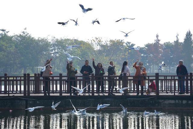 異龍湖偶遇紅嘴鷗
