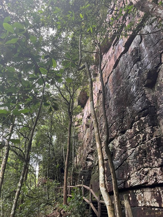 廣西貴港龍潭森林公園|大自然的綠色寶藏
