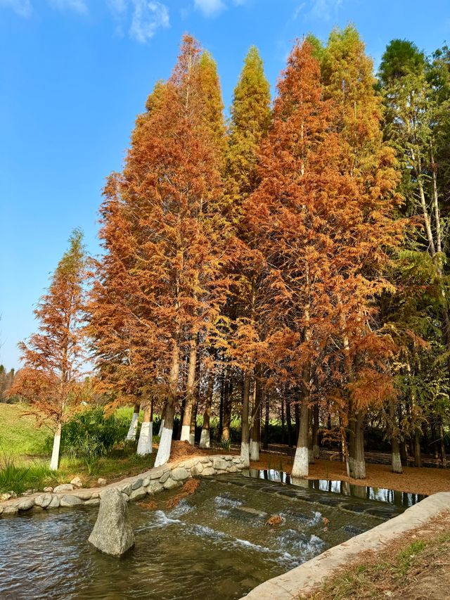 昆明海洪濕地公園——落羽紅杉